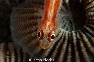 Goby on honeycomb II by Stan Flachs 